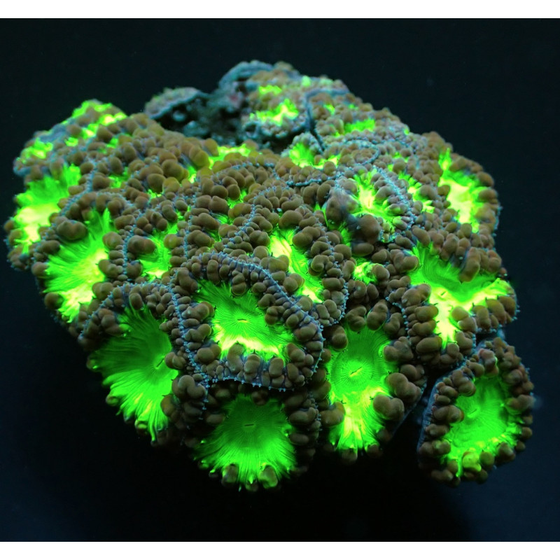 Blastomussa wellsi (Green) Blastomussa wellsi (Green)