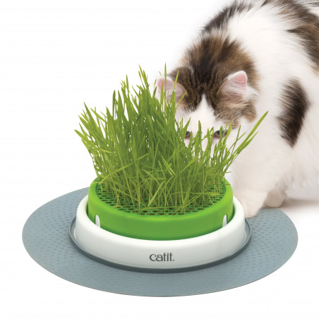 Germinador de Hierba Gatera Catit Senses
