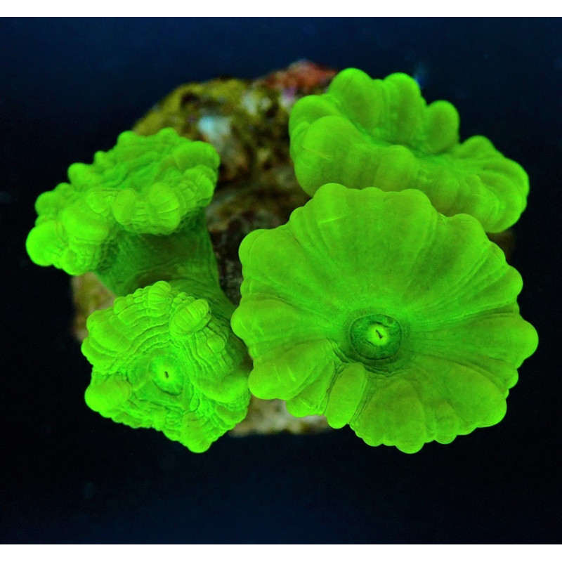 Caulastrea curvata (Green) (Ultra) Caulastrea curvata (Green) (Ultra)