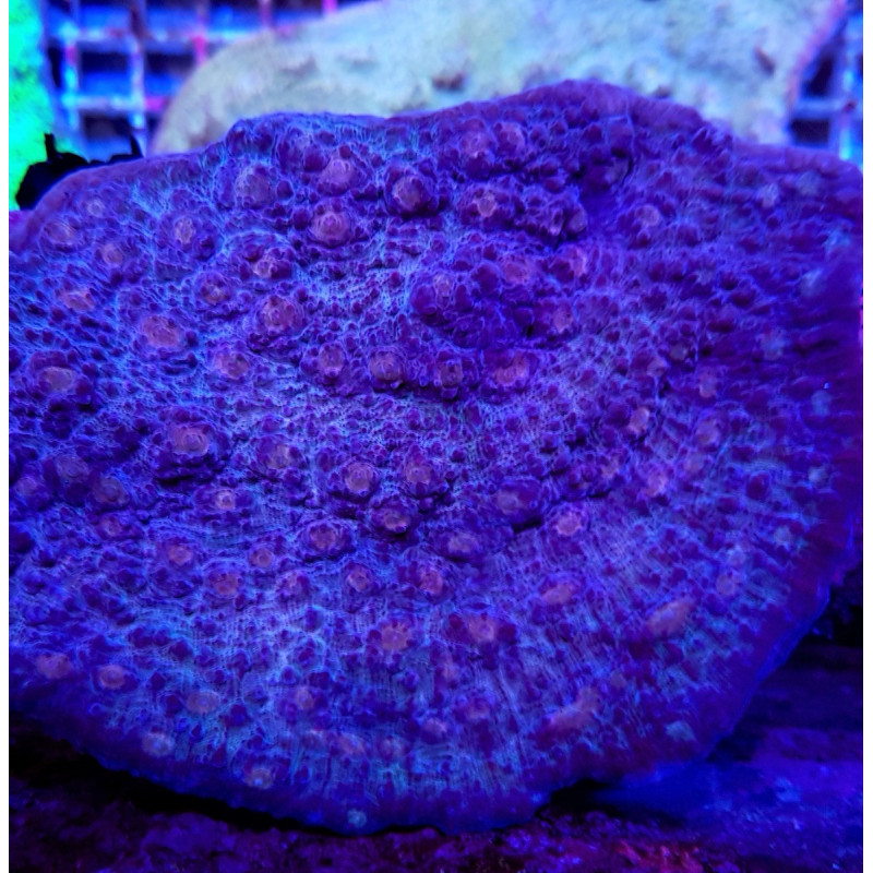 Echinophyllia spp. Echinophyllia spp.