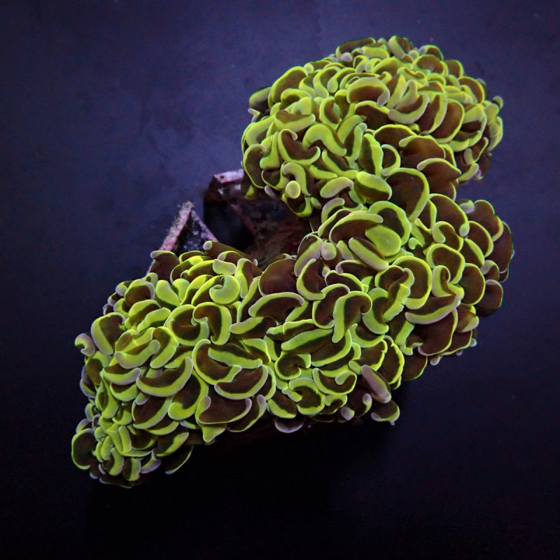 Euphyllia ancora (Green) Euphyllia ancora (Green)