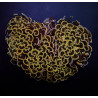 Euphyllia ancora (Orange-Yellow) Euphyllia ancora (Orange-Yellow)