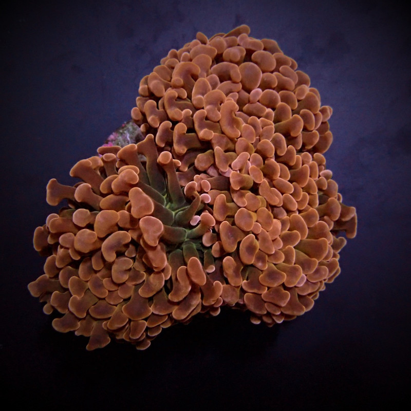 Euphyllia ancora (Orange-Yellow) (Premium) Euphyllia ancora (Orange-Yellow) (Premium)