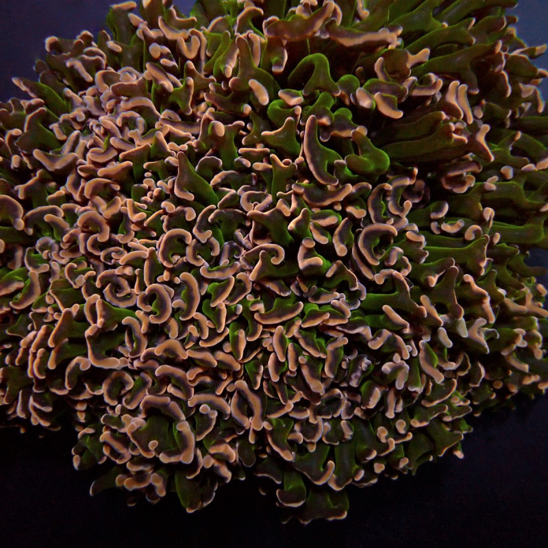 Euphyllia ancora (Special Colored) Euphyllia ancora (Special Colored)