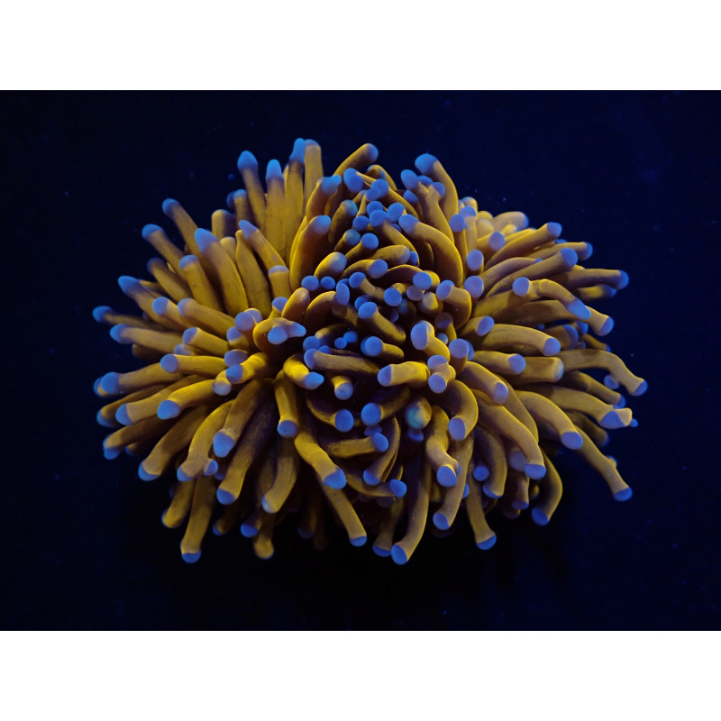 Euphyllia cristata (Gold Torch) Euphyllia cristata (Gold Torch)
