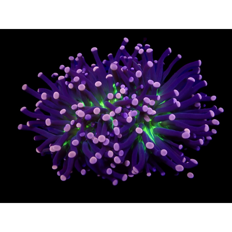 Euphyllia cristata (Joker) Euphyllia cristata (Joker)
