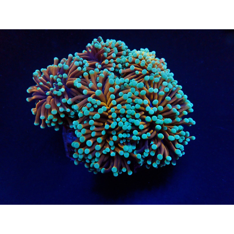 Euphyllia cristata (NYknicks) Euphyllia cristata (NYknicks)