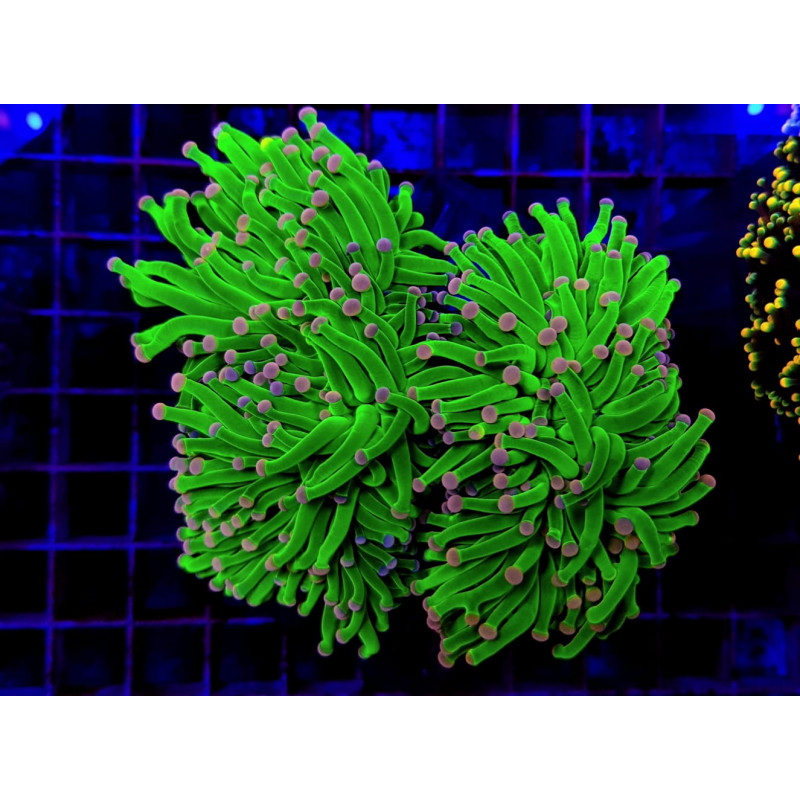 Euphyllia cristata (Super Ultra) Euphyllia cristata (Super Ultra)