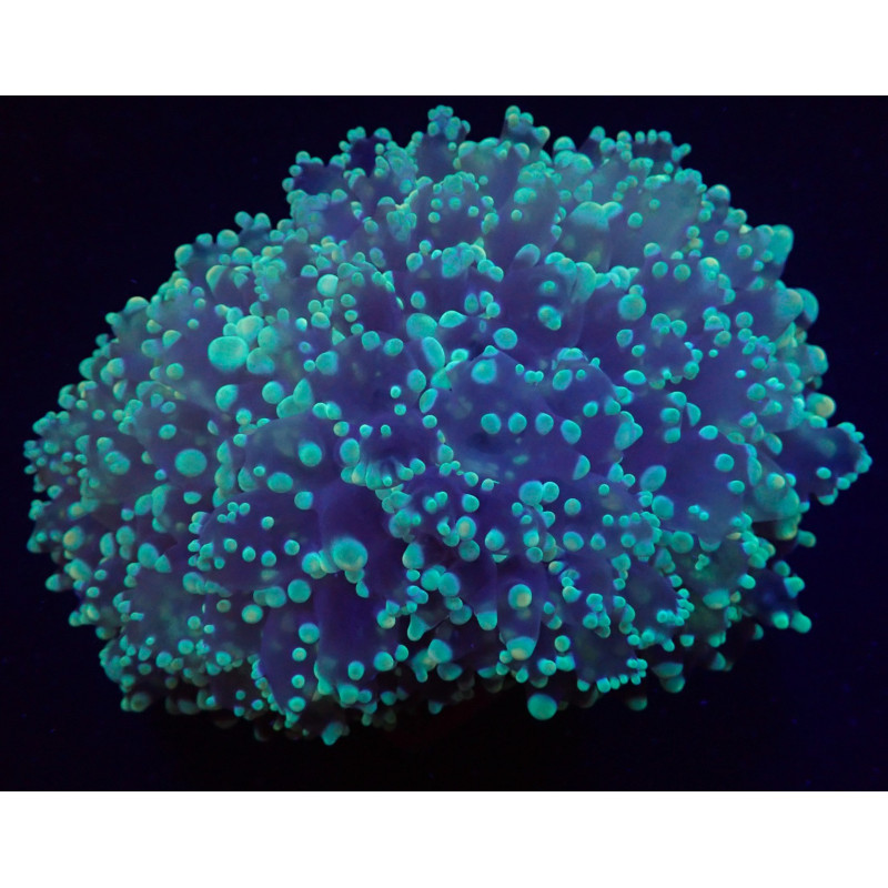 Euphyllia divisa (Abrolhos Islands) Euphyllia divisa (Abrolhos Islands)