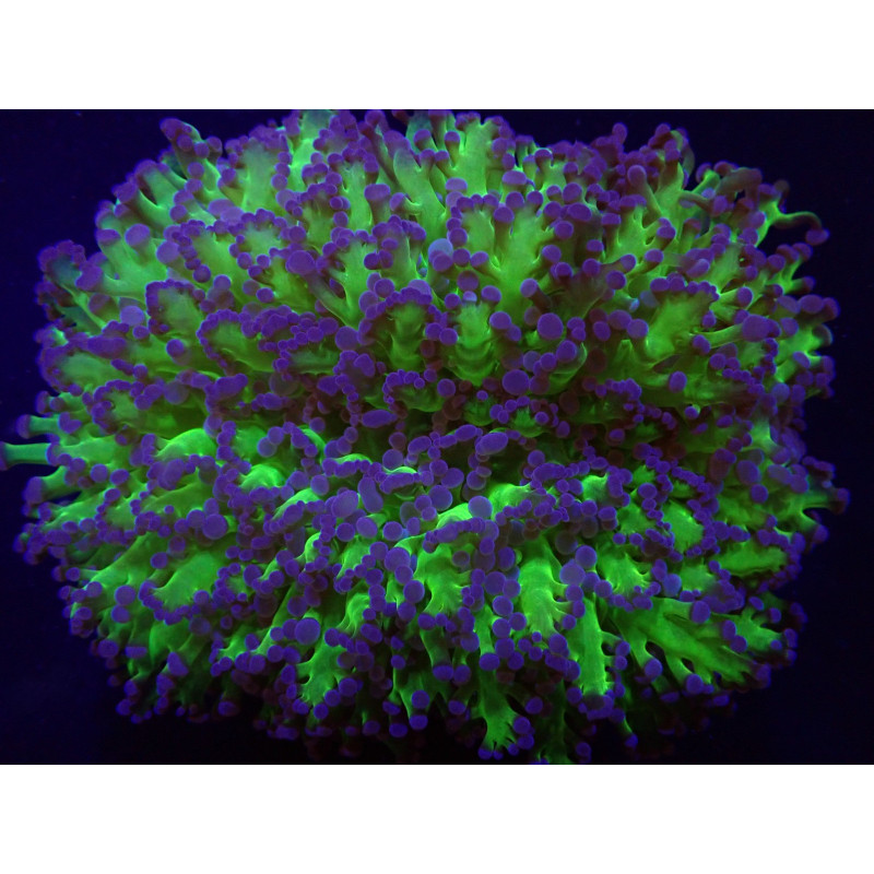 Euphyllia divisa (Abrolhos Islands) (Two Tone) Euphyllia divisa (Abrolhos Islands) (Two Tone)