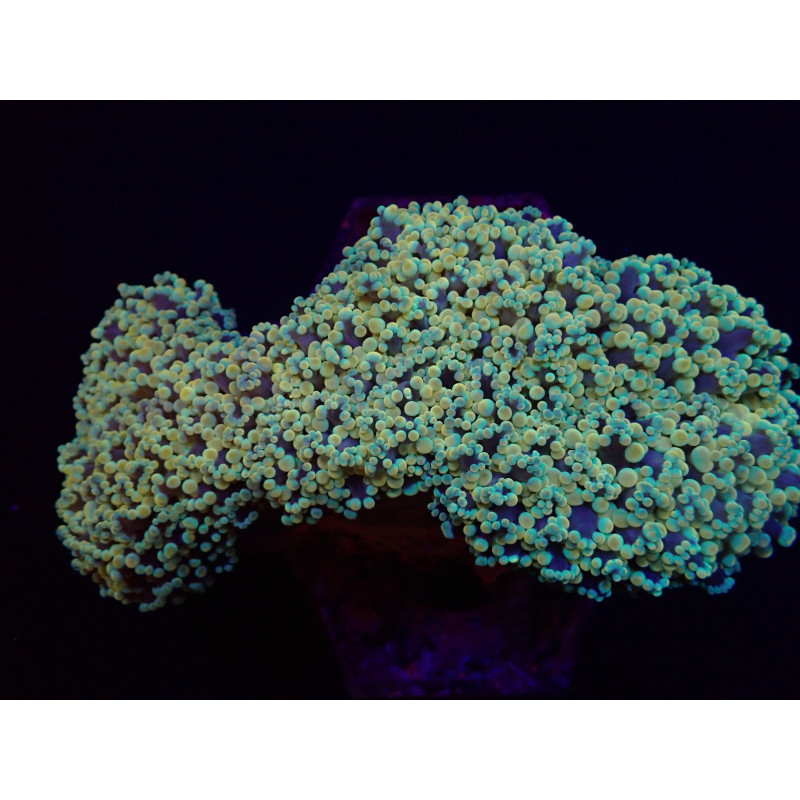 Euphyllia divisa (Abrolhos Islands) (Ultra) Euphyllia divisa (Abrolhos Islands) (Ultra)