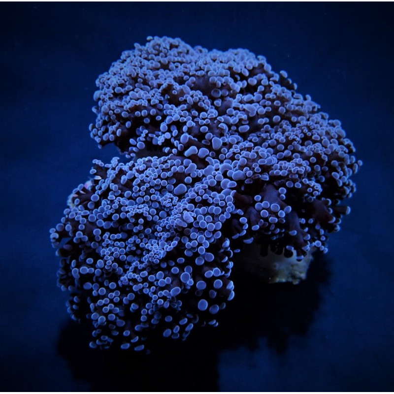 Euphyllia divisa (Common) Euphyllia divisa (Common)