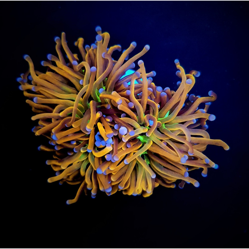 Euphyllia glabrescens (Hellfire) Euphyllia glabrescens (Hellfire)