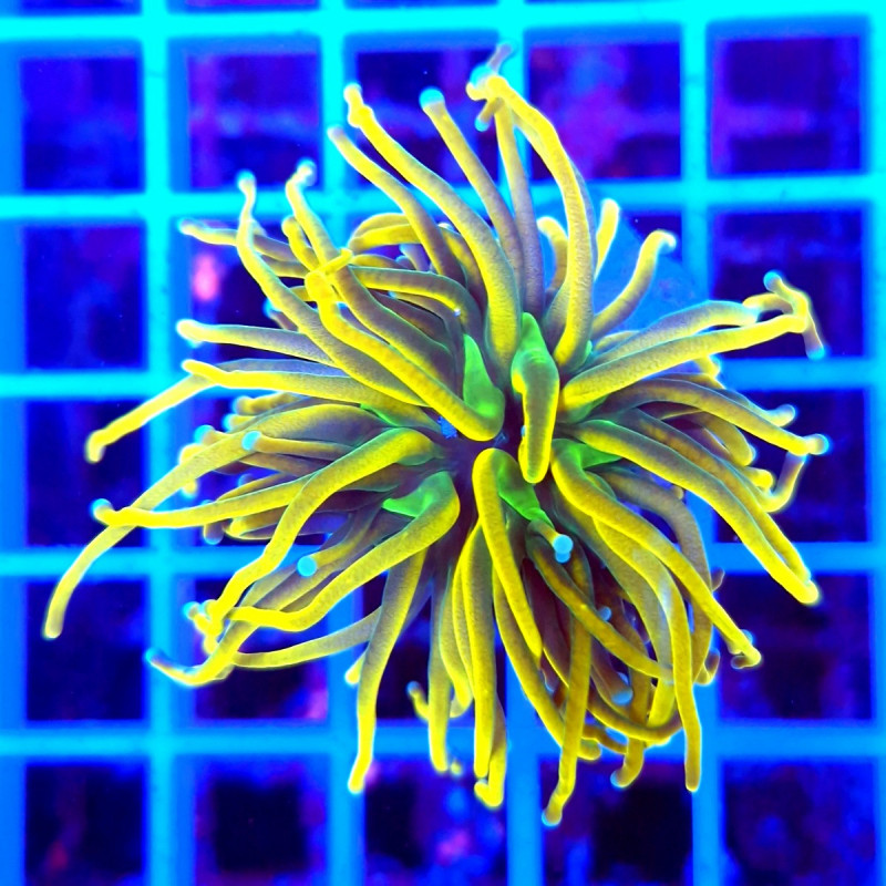 Euphyllia glabrescens (Holy Grail) Euphyllia glabrescens (Holy Grail)