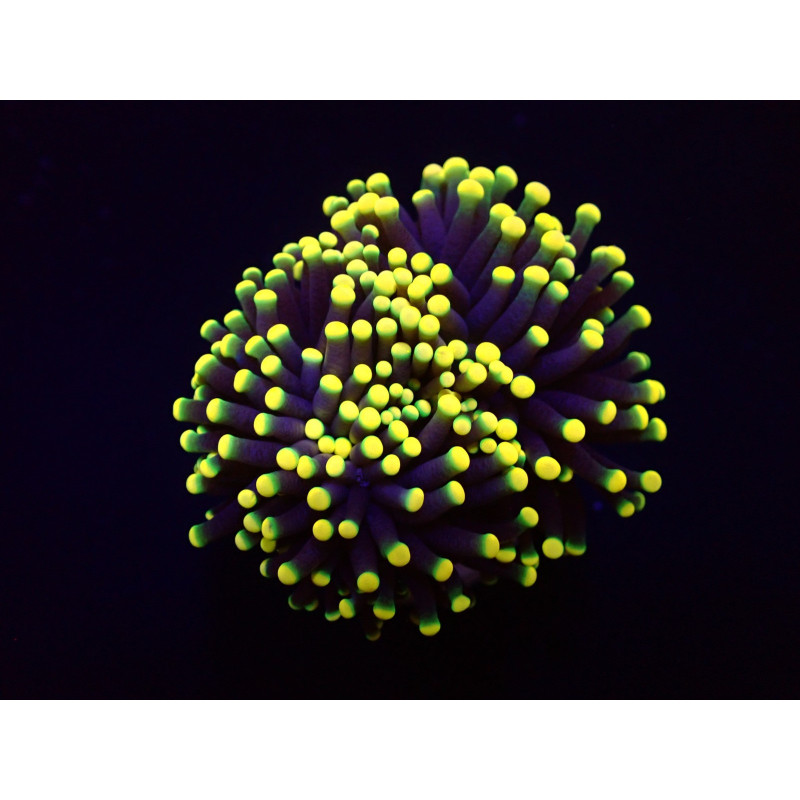 Euphyllia glabrescens (Orange-Yellow) Euphyllia glabrescens (Orange-Yellow)