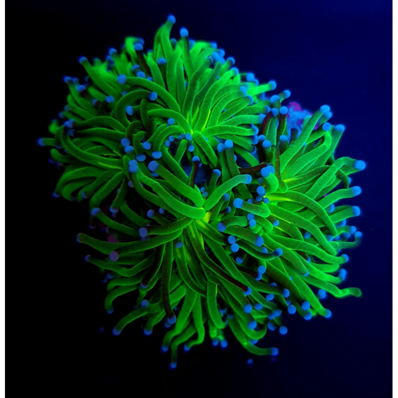 Euphyllia glabrescens (Reverse Holy Grail) Euphyllia glabrescens (Reverse Holy Grail)