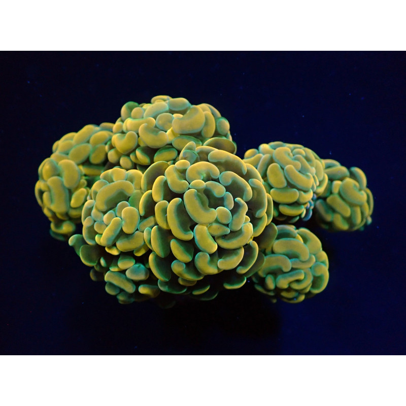 Euphyllia paraancora (Yellow-Gold) Euphyllia paraancora (Yellow-Gold)