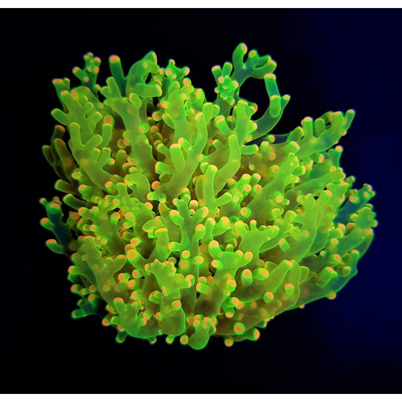 Euphyllia paradivisa (Green) (Ultra) Euphyllia paradivisa (Green) (Ultra)