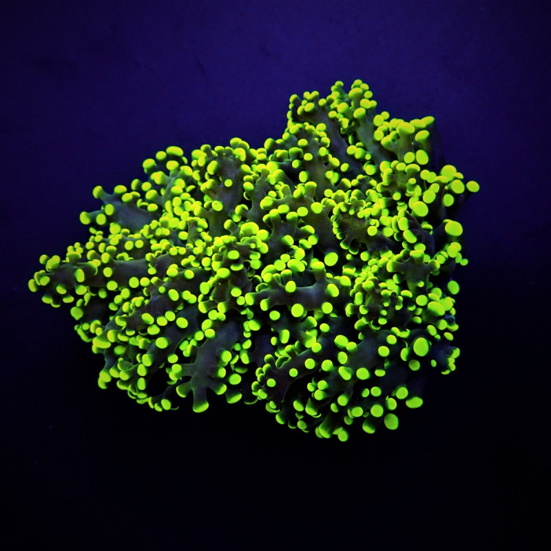 Euphyllia yaeyamaensis (Green) (Ultra) Euphyllia yaeyamaensis (Green) (Ultra)