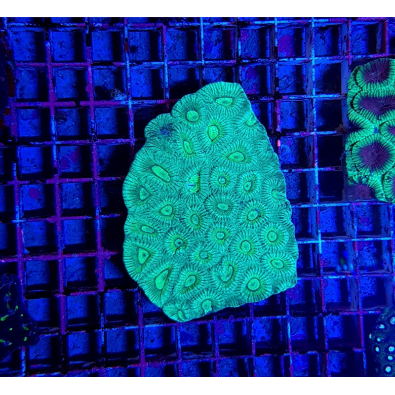 Favia spp. (Green) Favia spp. (Green)