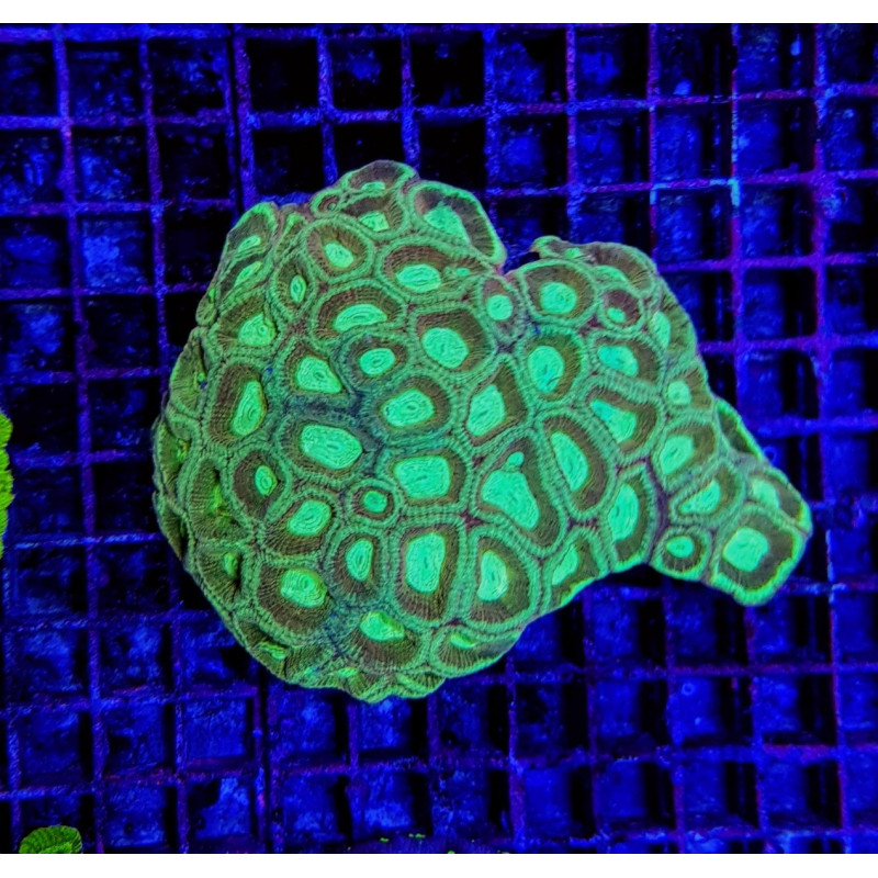 Favia spp. (Green) (Premium) Favia spp. (Green) (Premium)