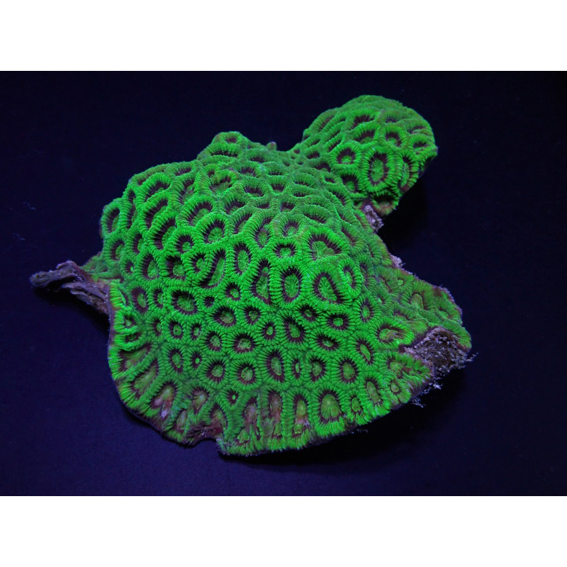 Favites spp. (Green) (Premium) Favites spp. (Green) (Premium)