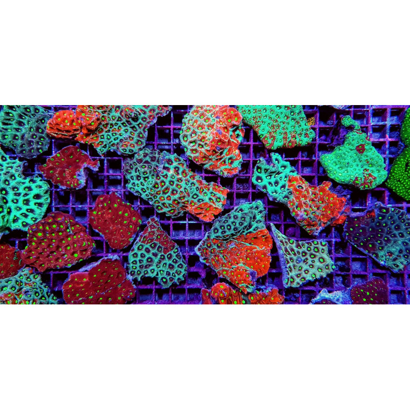 Favites spp. (Premium) Favites spp. (Premium)