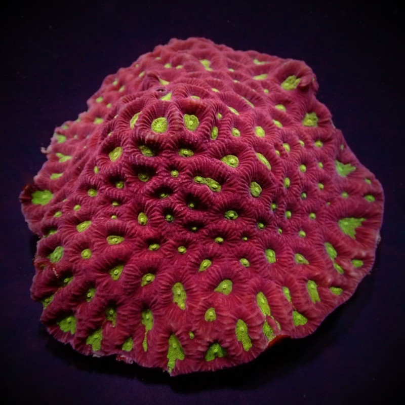 Favites spp. (Red) (Premium) Favites spp. (Red) (Premium)