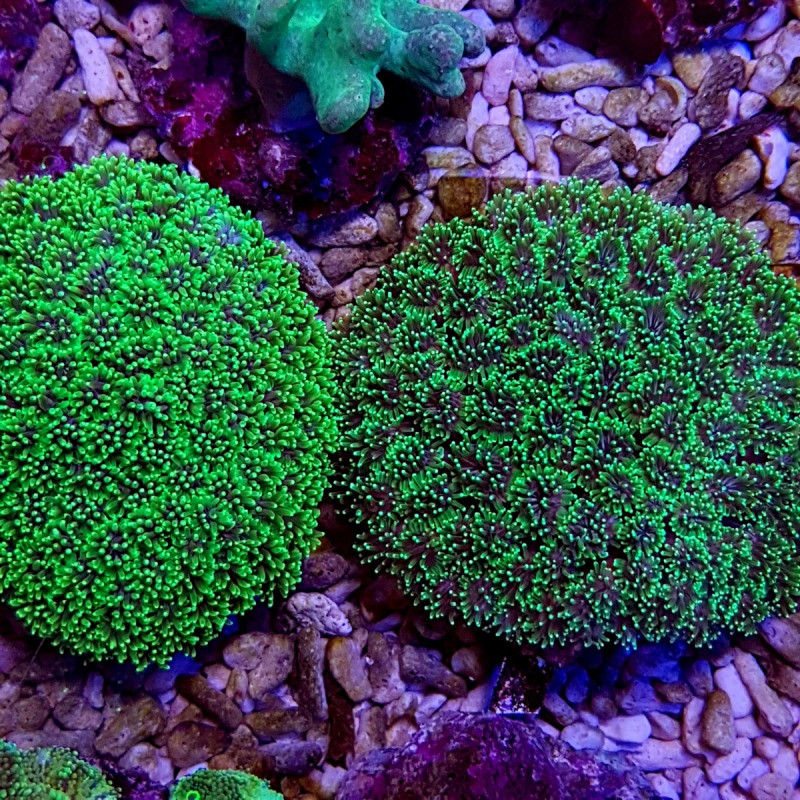 Galaxea spp. (Green) Galaxea spp. (Green)