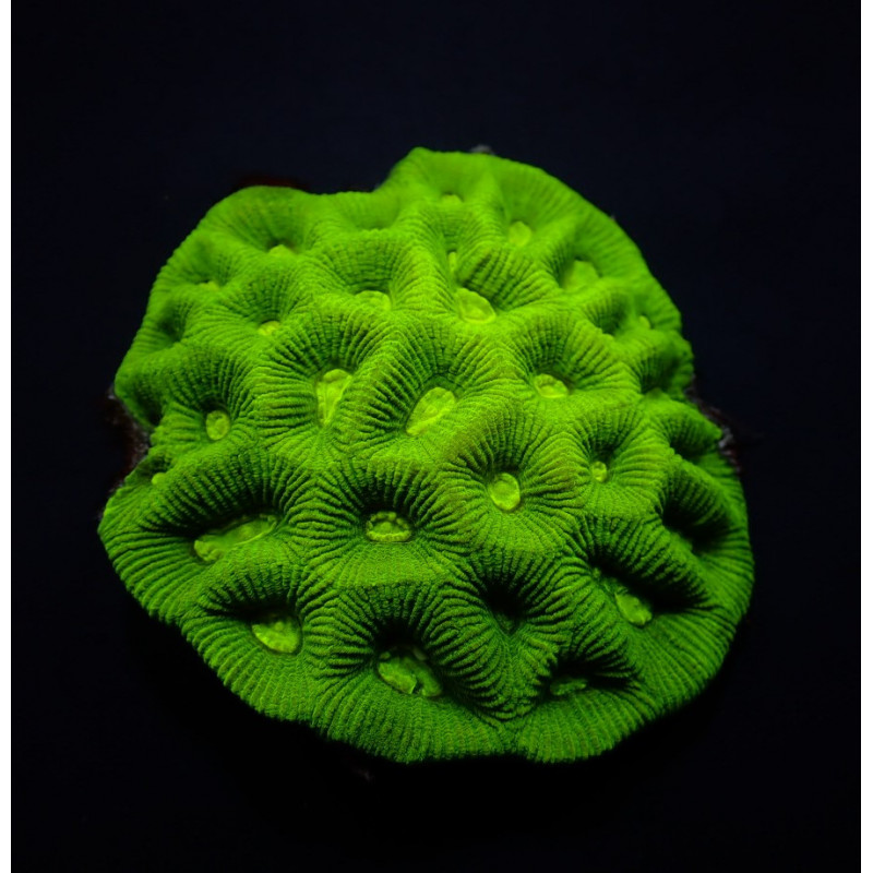 Goniastrea spp. (Premium) Goniastrea spp. (Premium)