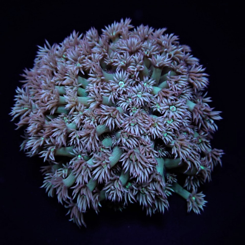 Goniopora spp. (Green) Goniopora spp. (Green)