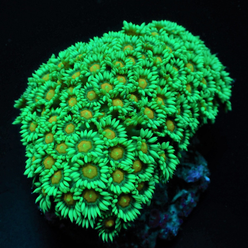 Goniopora spp. (Premium) Goniopora spp. (Premium)