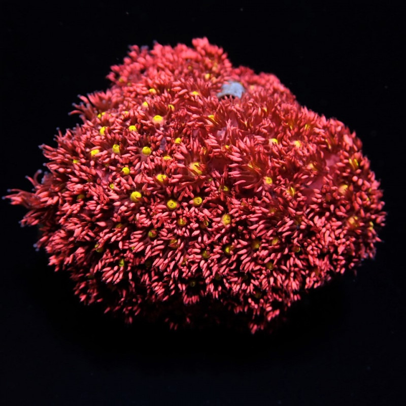 Goniopora spp. (Red-Yellow-Green Center) Goniopora spp. (Red-Yellow-Green Center)