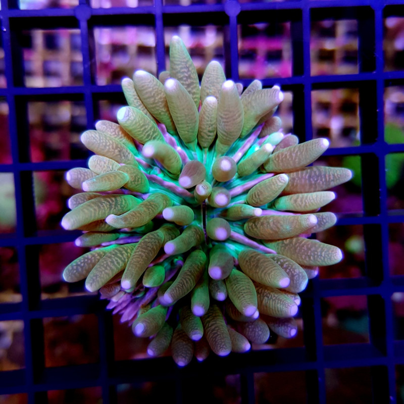 Heliofungia actiniformis (Green) Heliofungia actiniformis (Green)