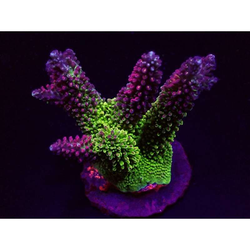 Acropora abrotanoides Acropora abrotanoides