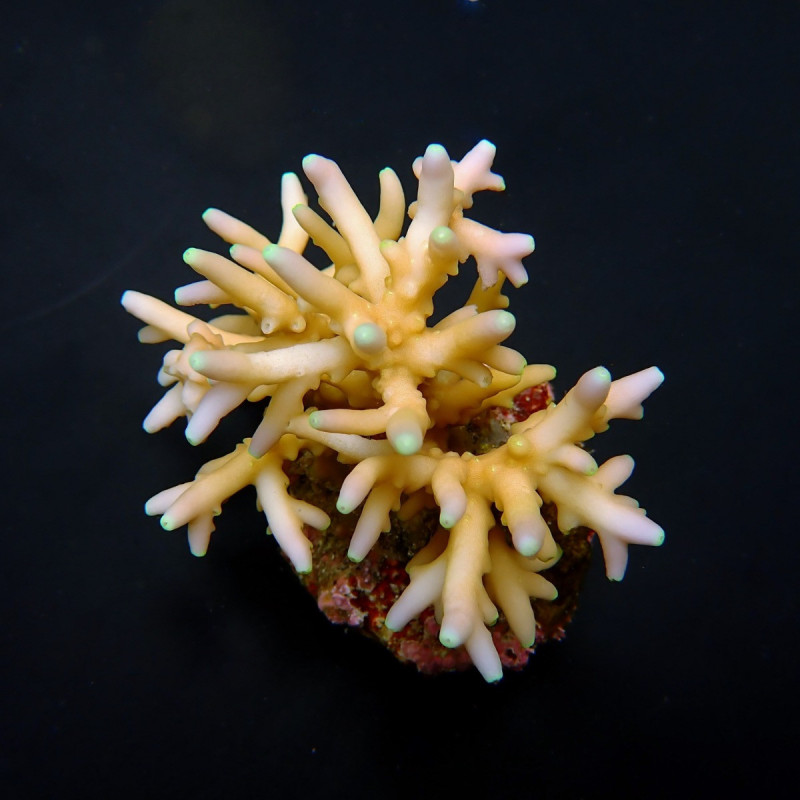 Acropora caroliniana Acropora caroliniana