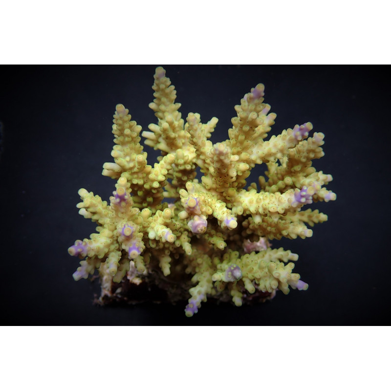 Acropora cerealis Acropora cerealis
