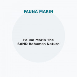 Fauna Marin The SAND Bahamas Nature
