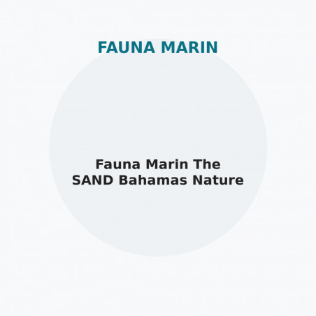 Fauna Marin The SAND Bahamas Nature