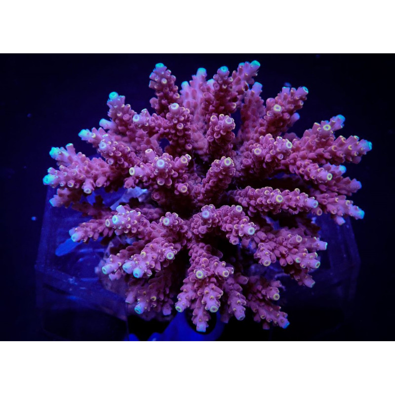 Acropora cytherea Acropora cytherea