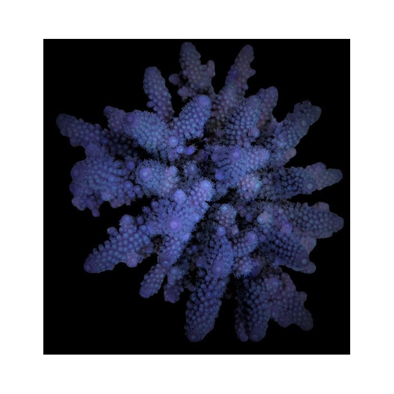 Acropora digitifera Acropora digitifera