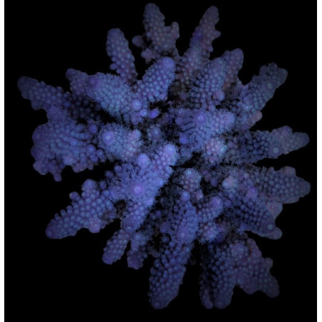 Acropora digitifera