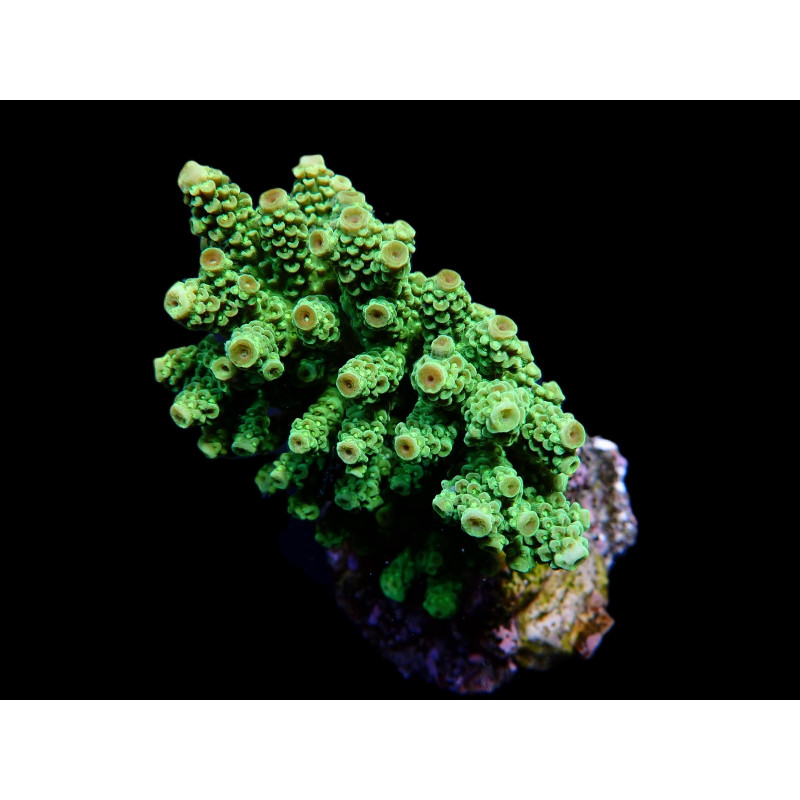 Acropora florida Acropora florida