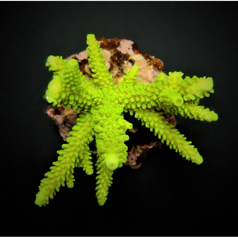 Acropora formosa (Green) Acropora formosa (Green)
