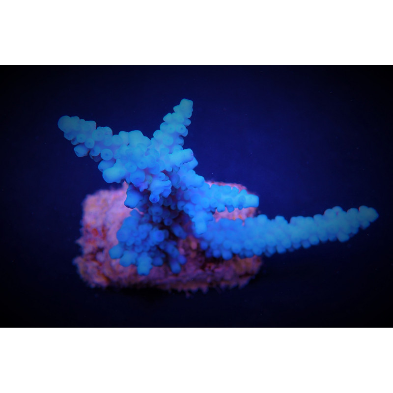 Acropora gomezi Acropora gomezi
