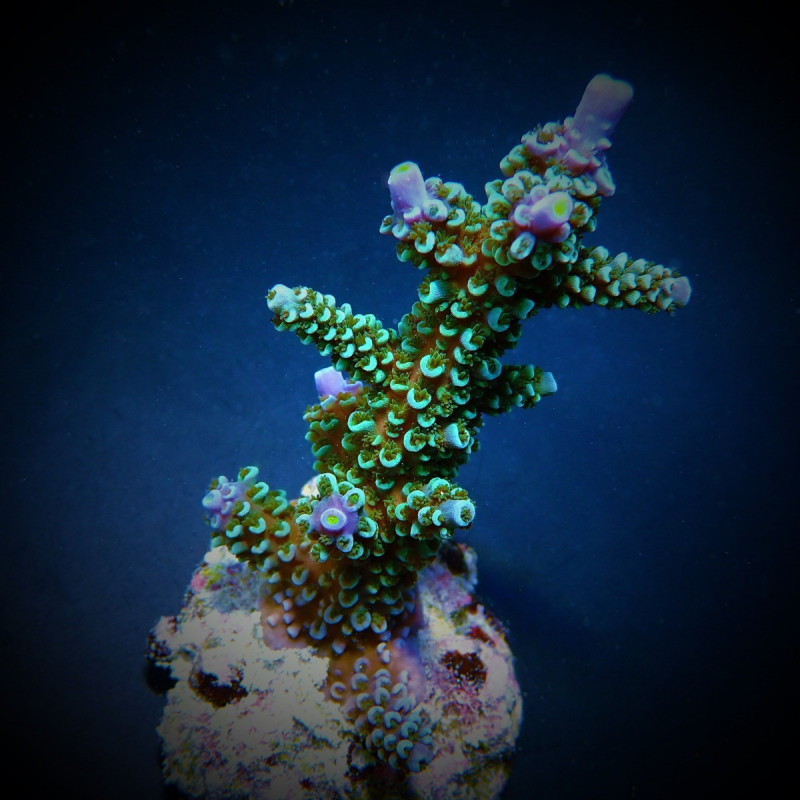 Acropora hoeksemai Acropora hoeksemai