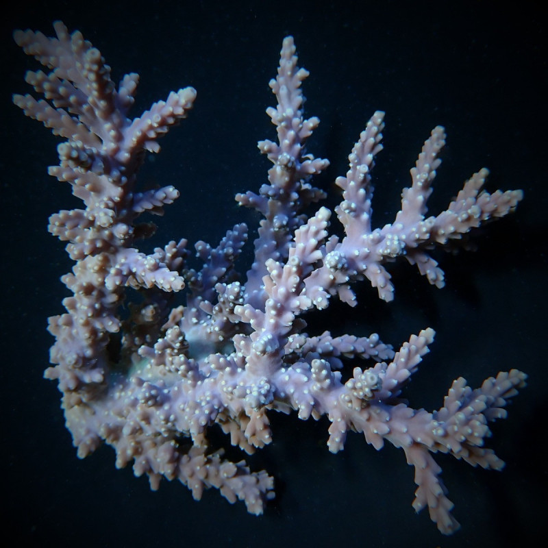 Acropora horrida Acropora horrida