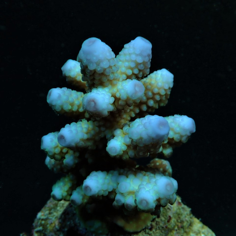Acropora humilis (Blue) Acropora humilis (Blue)