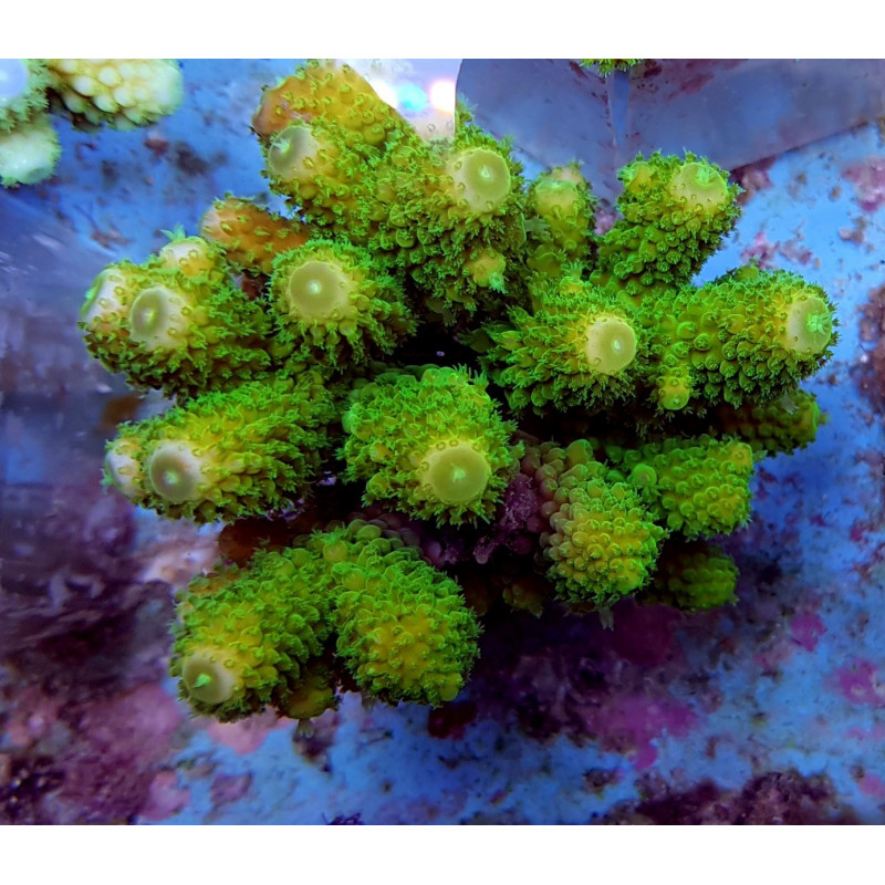 Acropora humilis (Green) Acropora humilis (Green)
