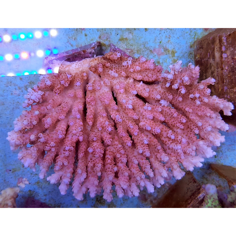 Acropora hyacinthus Acropora hyacinthus